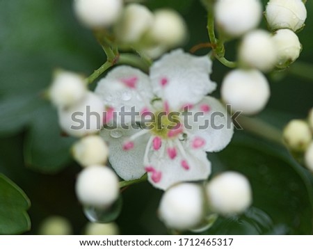 Macro white flower with bulbs