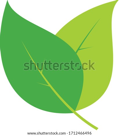 The picture shows the leaves of a plant