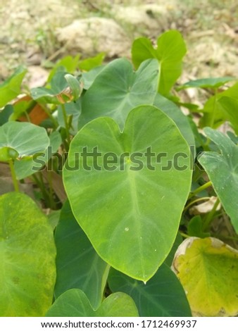 arum plant green wallpaper afternoon time