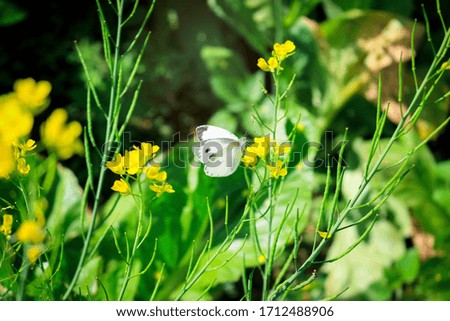 Butterfly white butterfly on yellow flower in summer spring field