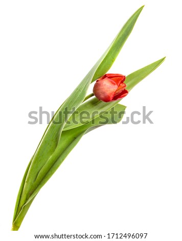 red tulip flower on a stem with leaves. isolated on white background