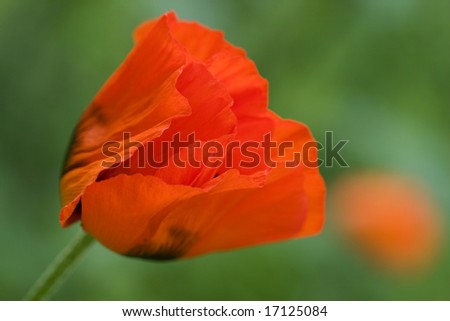 Close shot in a poppy field. Beautifil colors. Red and Green