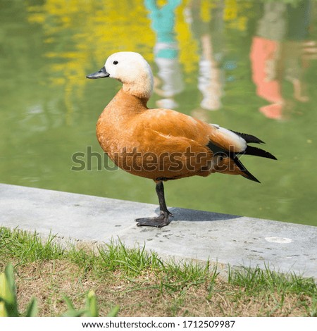 profile of an orange duck with a white head standing on a lake on one leg