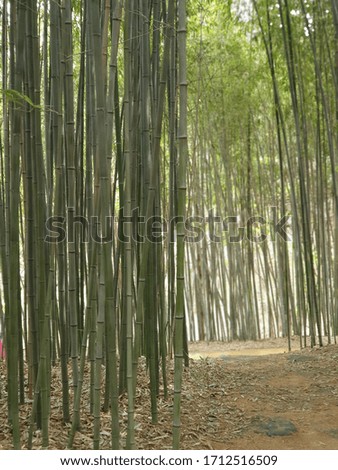 Lush green fresh bamboo forest