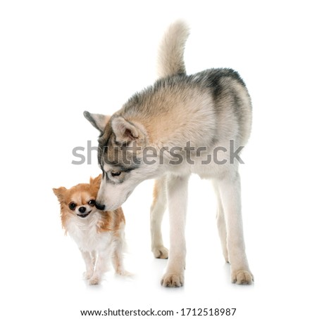 gray siberian husky and chihuahuain front of white background