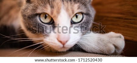 Close up photo of cute, calico cat looking like she is sneaking arround. Banner size photo. Space for text