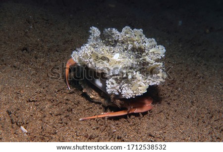 crab in the ocean, underwater photo diving in the philippines           