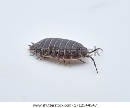 A Woodlouse on a white background. Macro photos. A lot of details of his body. Porcellio laevis