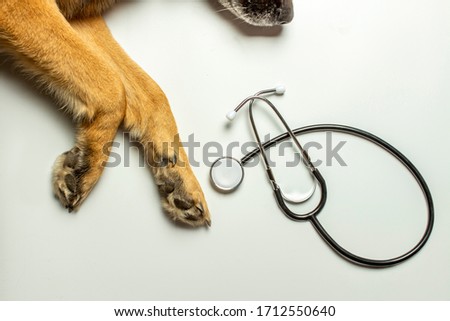 Dog paws and stethoscope on a light background. Concept treatments, veterinary. Top view, flat lay.