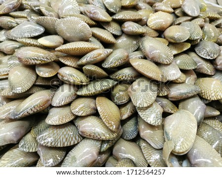 Fresh raw Surf clam background. Top view of Short necked clam, Carpet clam, Venus shell, Baby clam, Paphia undulata, Veneridae in fresh seafood market in Thailand
