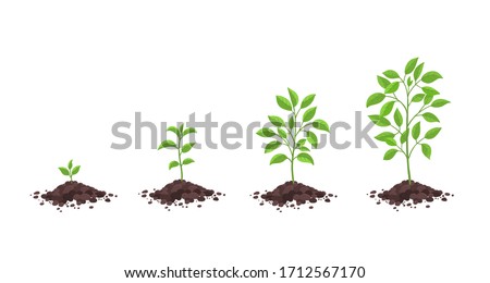 Growth stages diagram. Sprout seedling shoot germination in the pile dirt soil. Development stage. Animation progression. Vector infographic. Business cycle development. Royalty-Free Stock Photo #1712567170