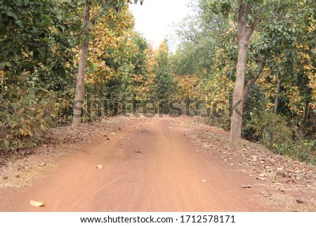 Jungle road of Jangalmahal (West Bengal; India). During spring the leaf of Sal tree become orange to yellow in color, and the narrow roads of the jungle become colorful and ornamented.