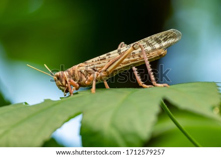 locust from side eating a leaf, animal macro Royalty-Free Stock Photo #1712579257
