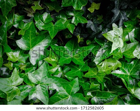 ficus pumila green color at outside home,green tree background