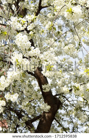 Spring, photo of a beautiful flowering fruit tree, close-up