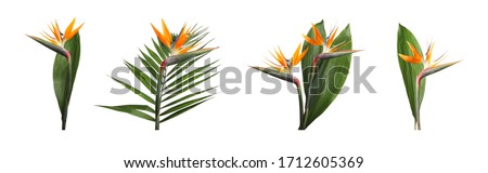 Set with bird of Paradise tropical flowers on white background. Banner design Royalty-Free Stock Photo #1712605369