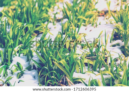 Suddenly snowed in spring. Green sprouts of flowers on a lawn in the frost close-up.