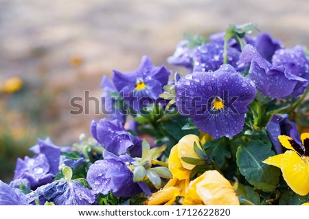 
Purple and yellow flowers in the home garden