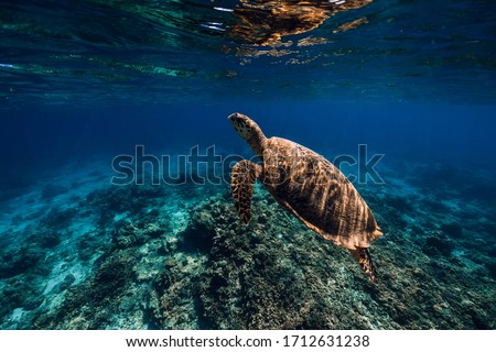 Sea turtle glides in blue ocean. Turtle swim underwater