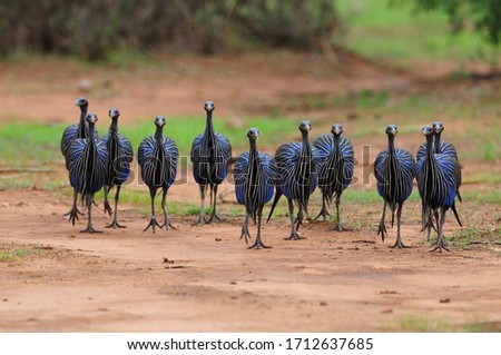 A group of eleven Vulturine Guineafowl. Royalty-Free Stock Photo #1712637685