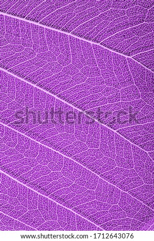 violet leaf veined macro shot. background for design