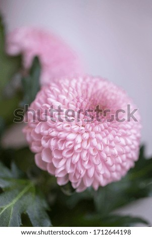 Closeup picture of chrysanthemum fills in whole screen. Feminine floral background of pink chrysanthemums.