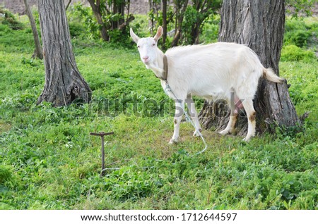White goat outdoors, farm animal photo