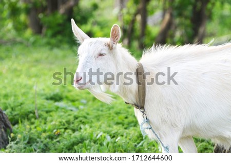 White goat outdoors, farm animal photo