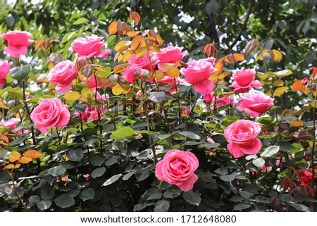beautiful blossomed red roses bush  in a garden in spring