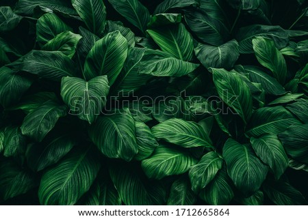 Green leaves background. Green leaves color tone dark in the morning. Royalty-Free Stock Photo #1712665864