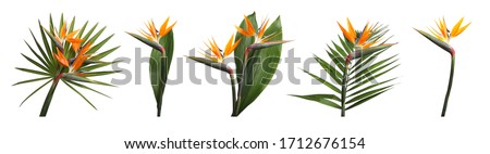 Set with beautiful Bird of Paradise tropical flowers and green leaves on white background. Banner design Royalty-Free Stock Photo #1712676154