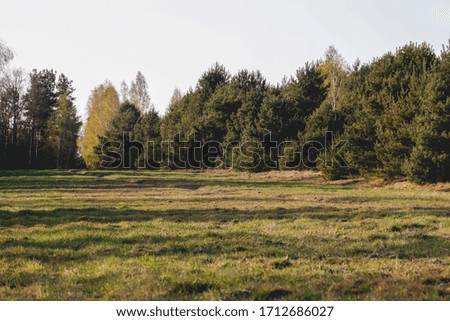 small forest with color trees