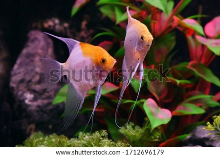 Angelfish exotic freshwater aquarium fish