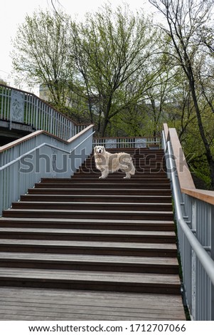 Pedigreed Golden Retriever on a walk in the park stands on stairs and looks into the distance. Photo of a dog. High quality photo. dogs and pets love.