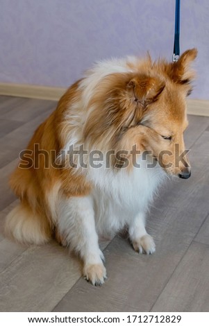 Problems of dog training. The dog is afraid of the owner. Dog on a leash. Studio shot of a Shetland Sheepdog. Game with the red dog Shetland Sheepdog. 
