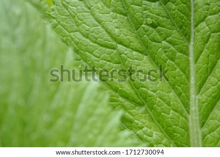 decorative closeup of green leaf detail