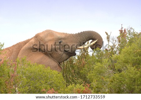 African elephant bull head portrait grazing