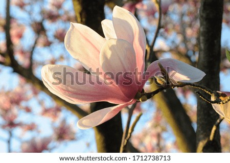 beautiful magnolia pink flowers blossoms lit by sunlight