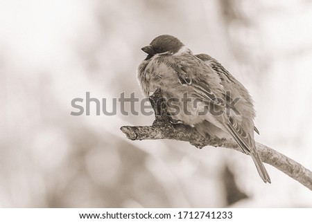 This is a picture of a sparrow.