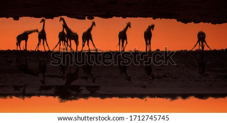 This is a picture of reflection of giraffes while drinking water during sunset.