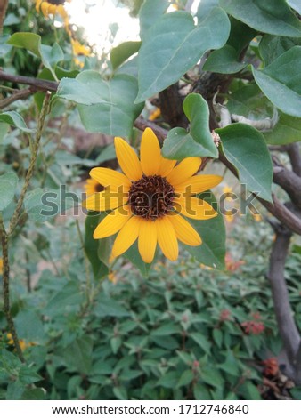 Sun Flower in the Garden