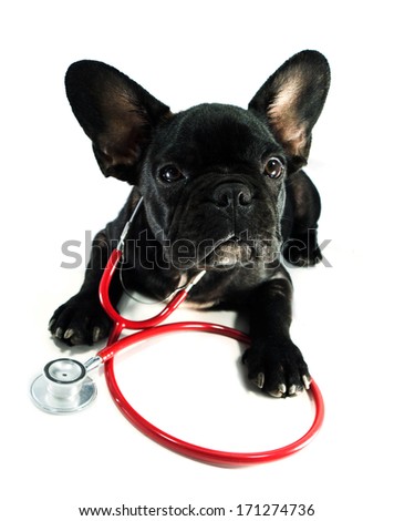 dog and a stethoscope isolated on white background