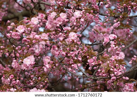 Sakura tree flowers. Beautiful pink cherry blossoms. Tree branch with beautiful pink flowers