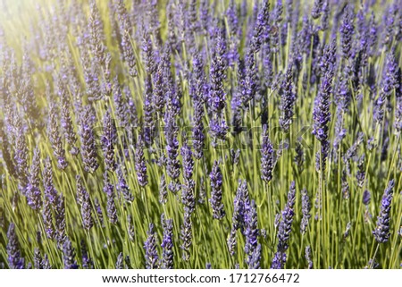 Violet lavender flowers with sunlight beens. Beautifull floral background on horizontal web header or banner. Summer season in Provence.