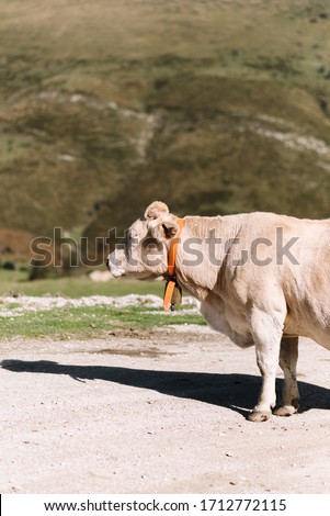 Front half profile of blonde cow with orange cowbell looking left against a background of green hills at noon.