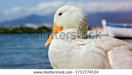 close-up of a white duck with the orange beak near the shoreline