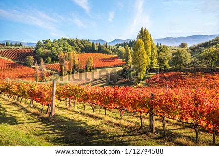 Montefalco's Sagrantino vineyards, Umbria, Italy Royalty-Free Stock Photo #1712794588