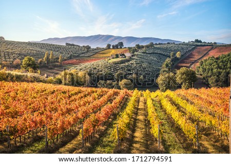 Montefalco's Sagrantino vineyards, Umbria, Italy Royalty-Free Stock Photo #1712794591