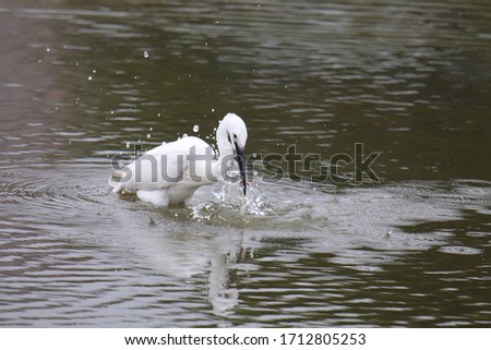 Egret catching fish in the pond
