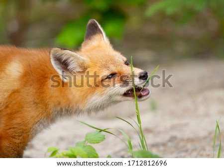  A Red fox kit (Vulpes vulpes) eating some grass in pine tree forest in Algonquin Park in Canada